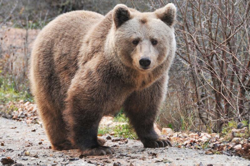 ALVITO-CAMPOLI AREA FAUNISTICA DELL'ORSO MARSICANO 